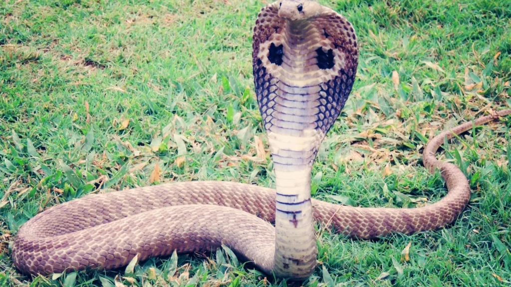 Snake Pick Up Lines