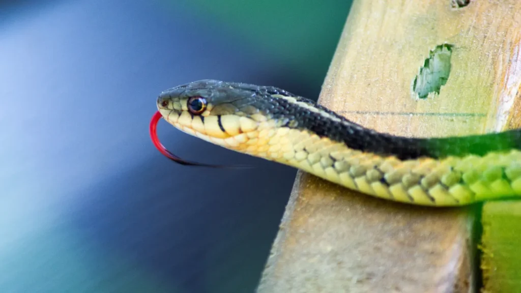 Snake Pick Up Lines