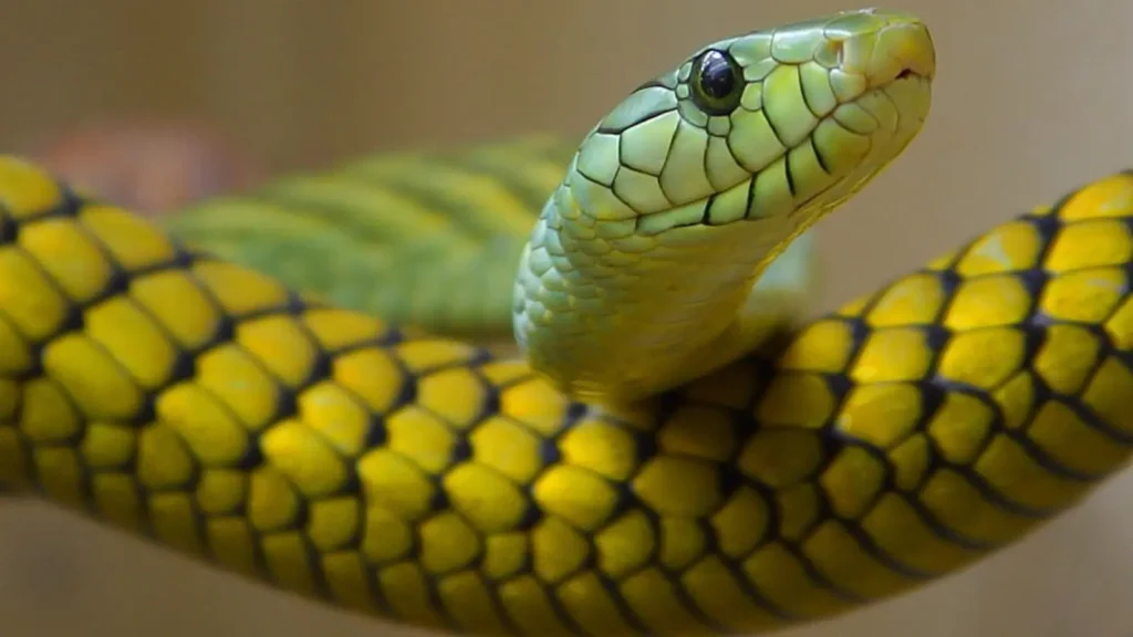 Snake Puns