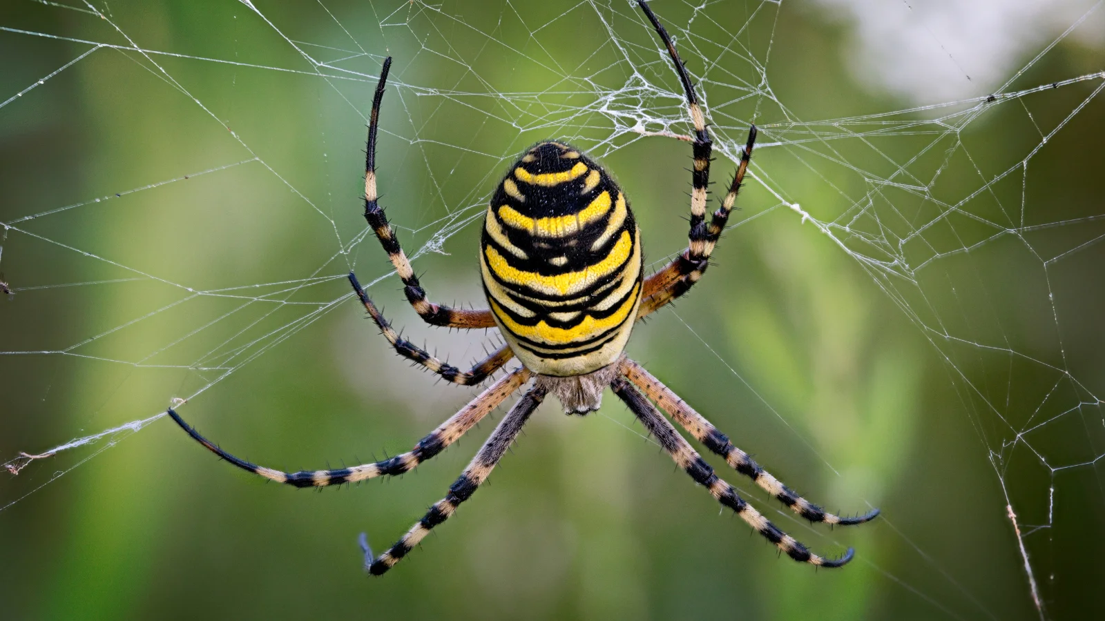 Spider Puns