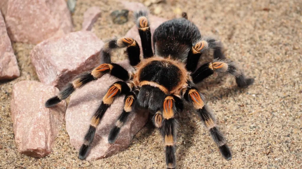 Spider Puns