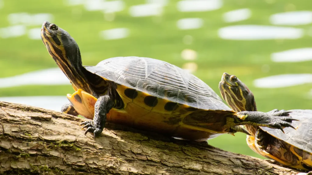 Turtle Pick Up Lines