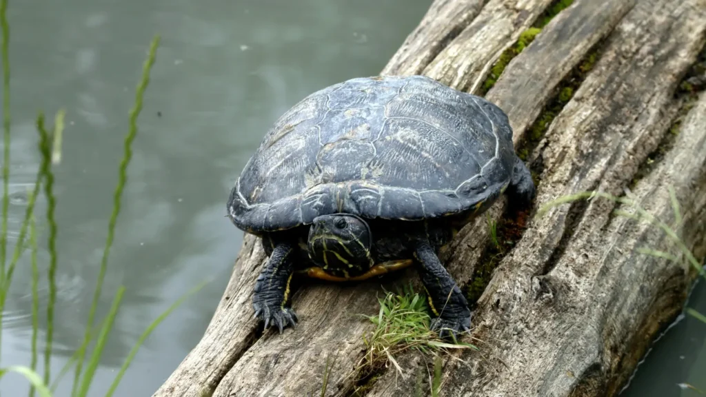 Turtle Pick Up Lines