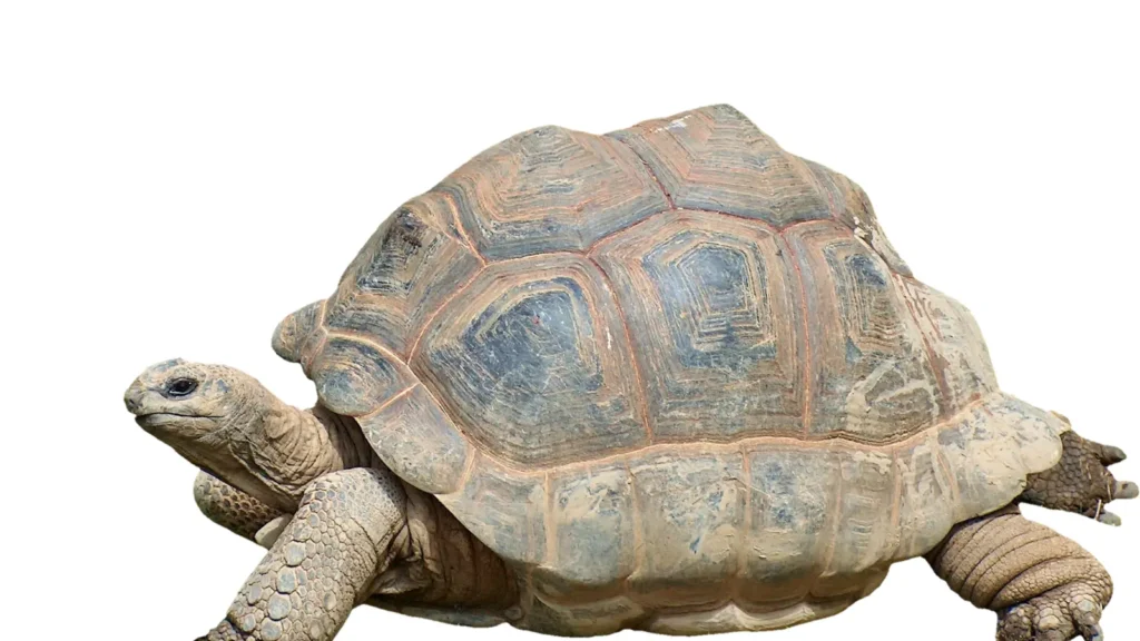 Turtle Pick Up Lines