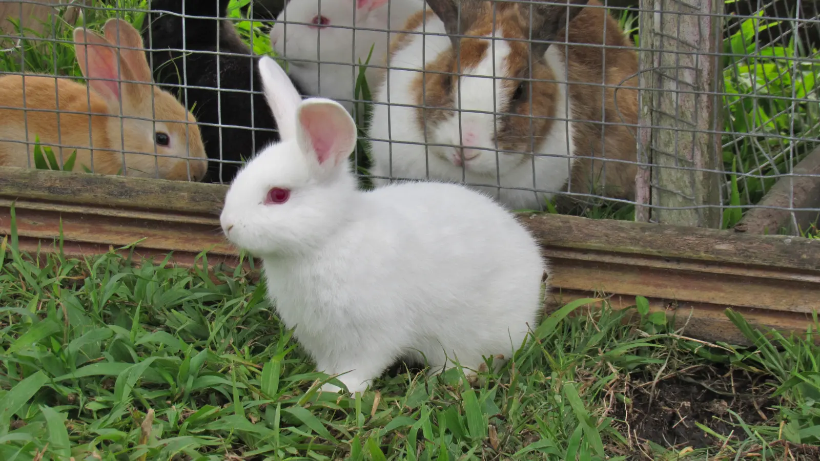 Rabbit Puns