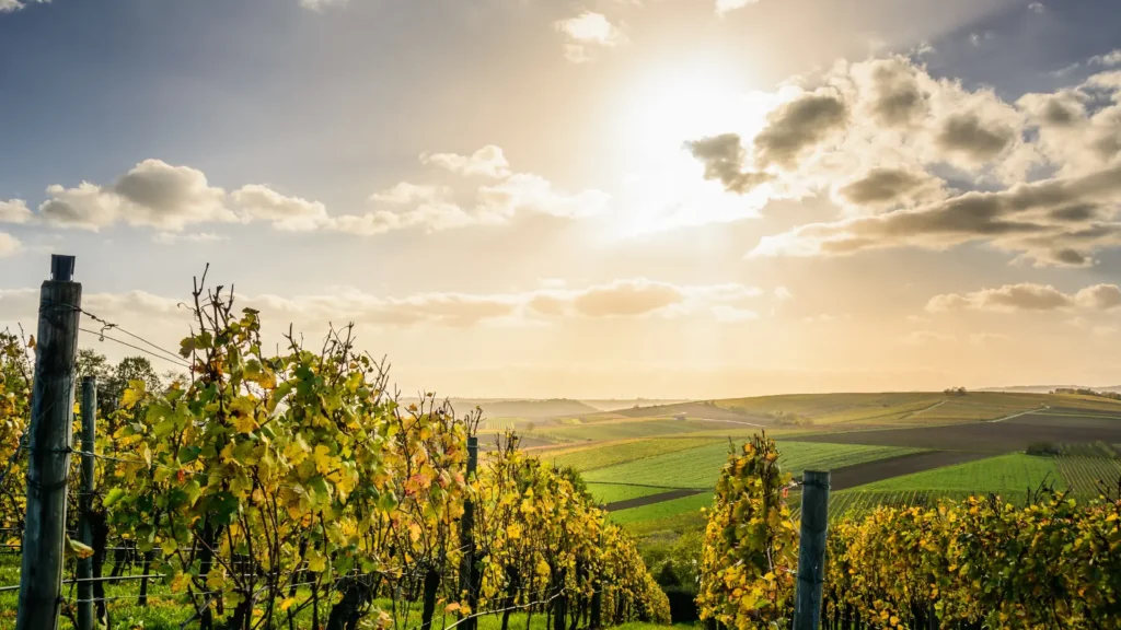  Vineyard Pick-Up Lines
