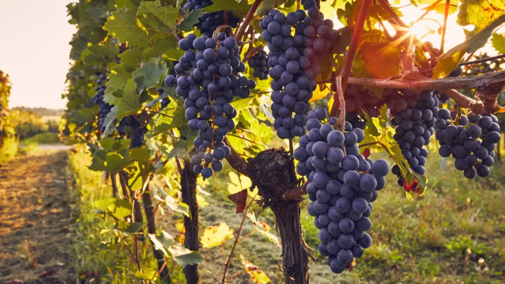  Vineyard Pick-Up Lines