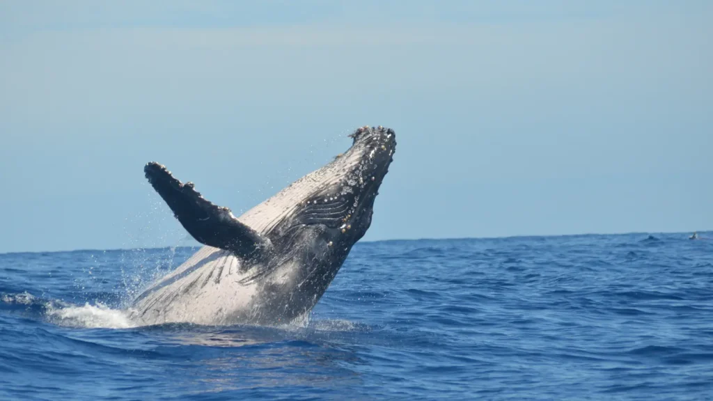 Whale Puns