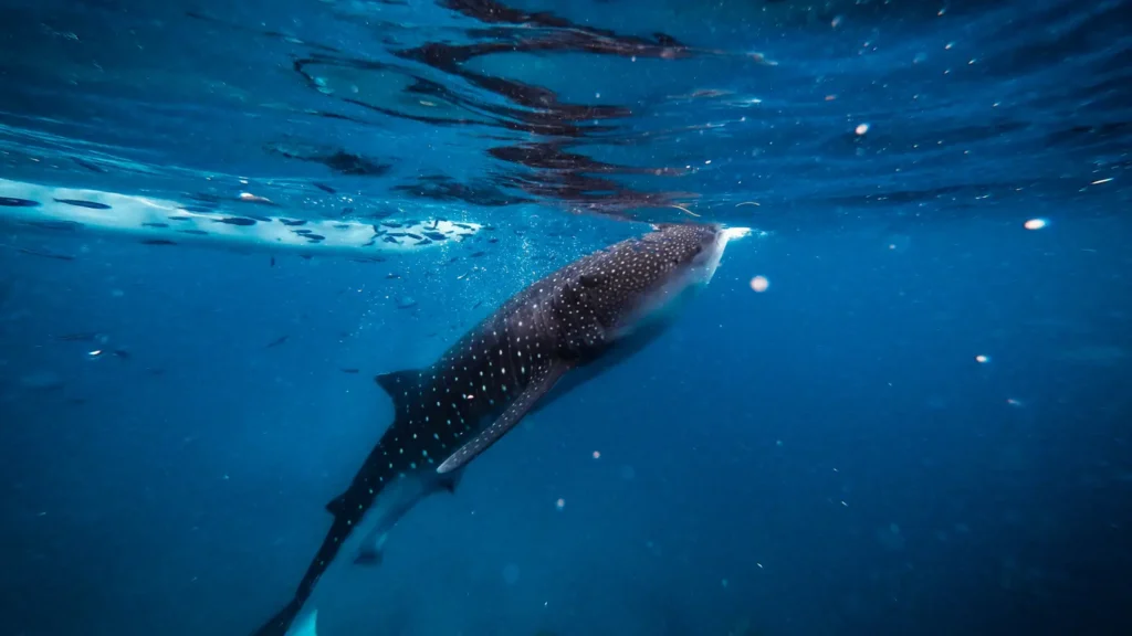 Whale Puns