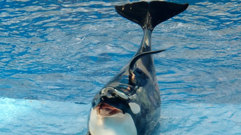 Whale Puns