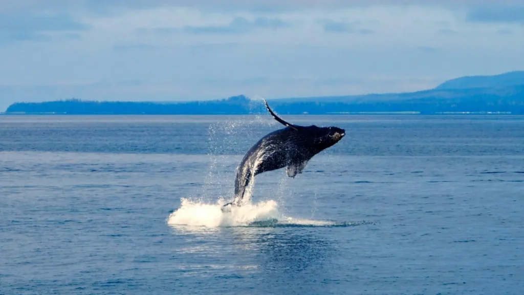 Whale Puns