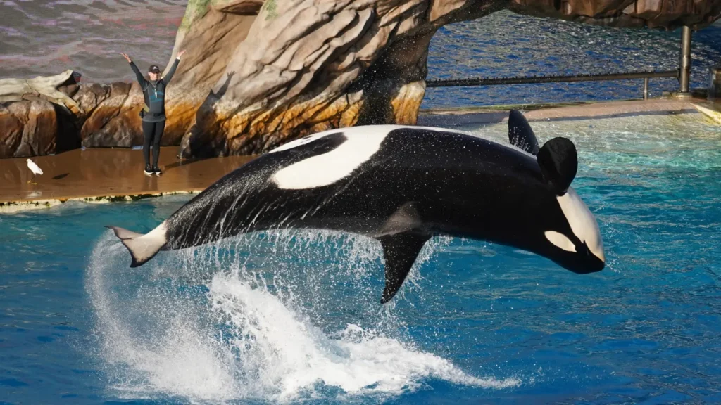 Whale Puns