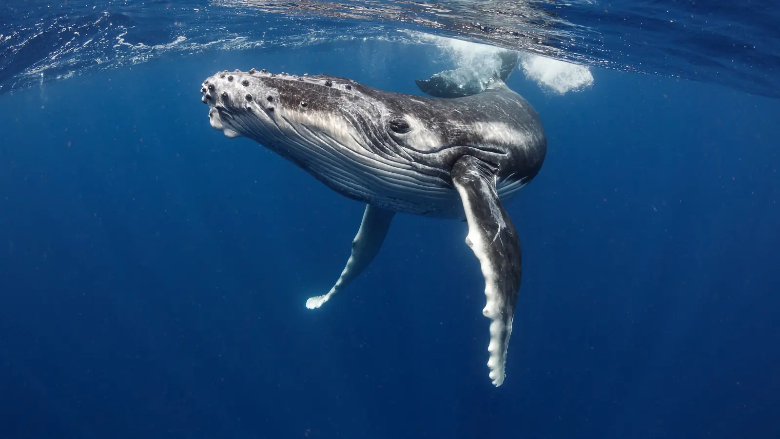 Whale Puns