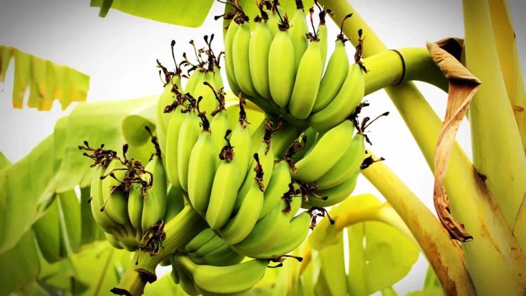 banana puns