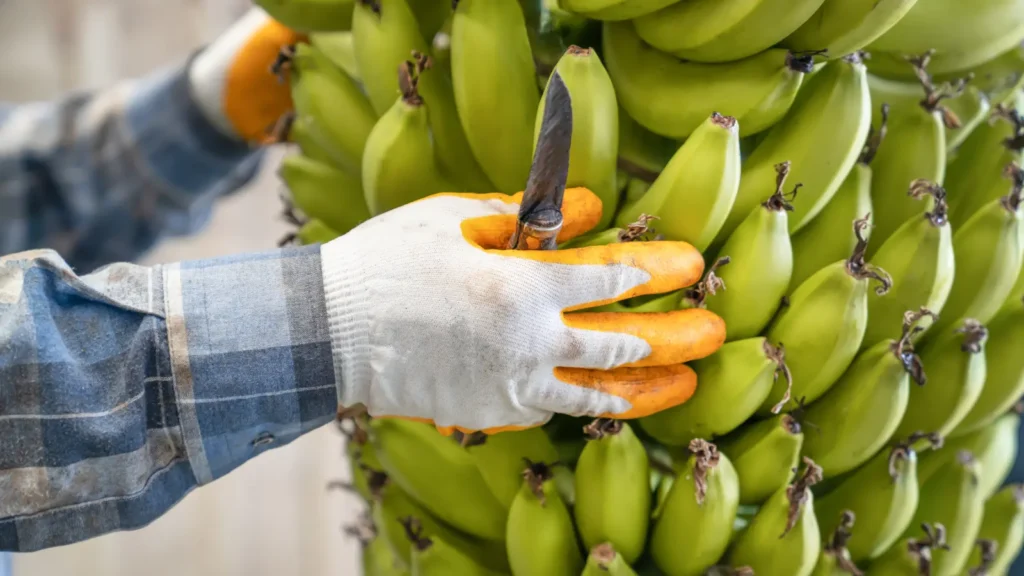 banana puns