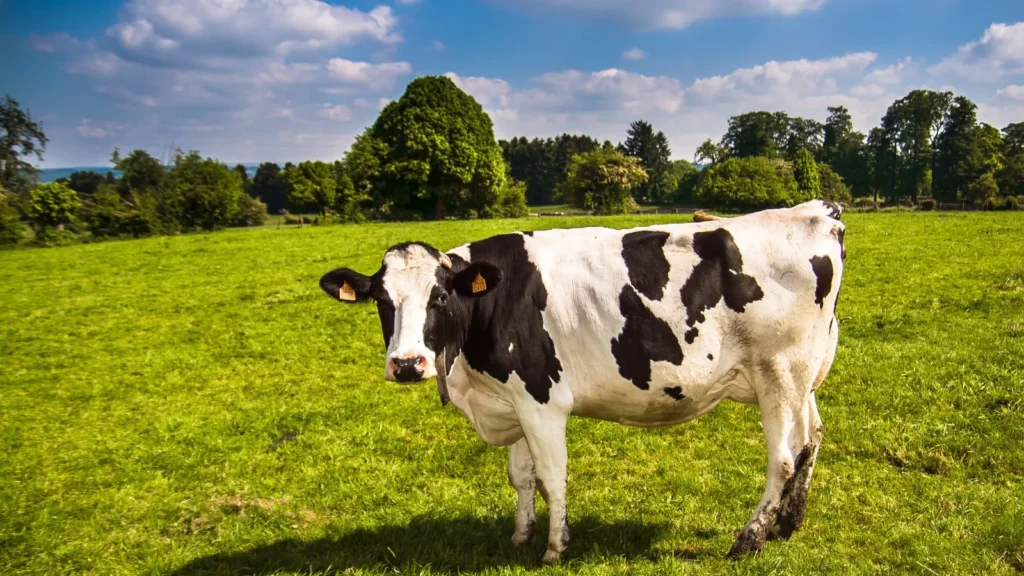 cow puns