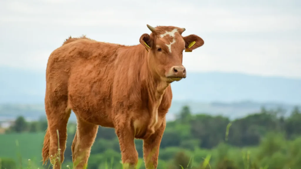 cow puns
