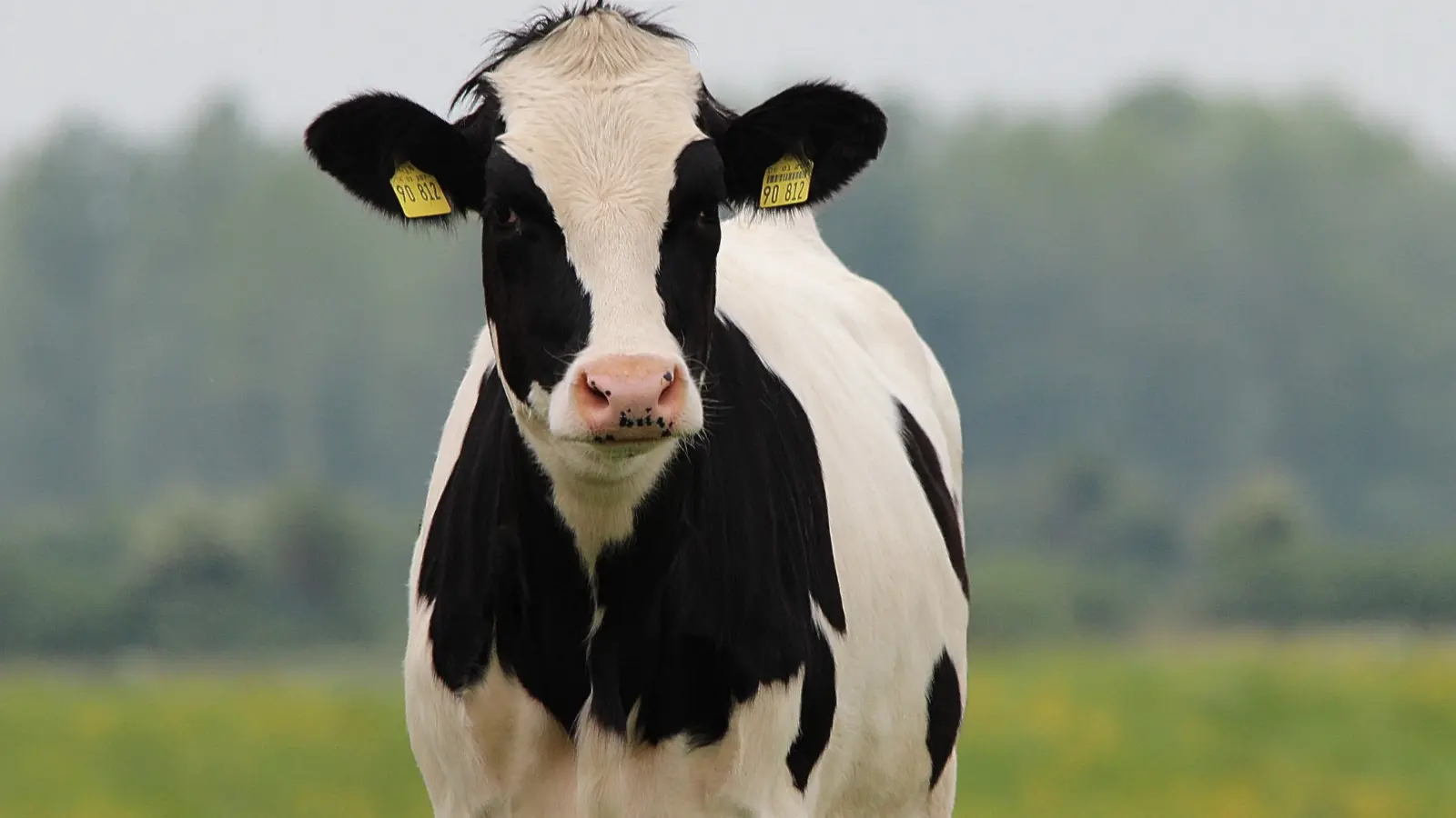 cow puns