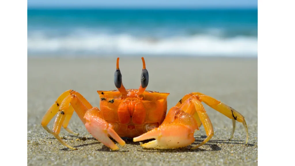 crab puns