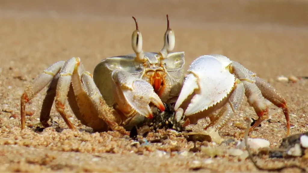 crab puns