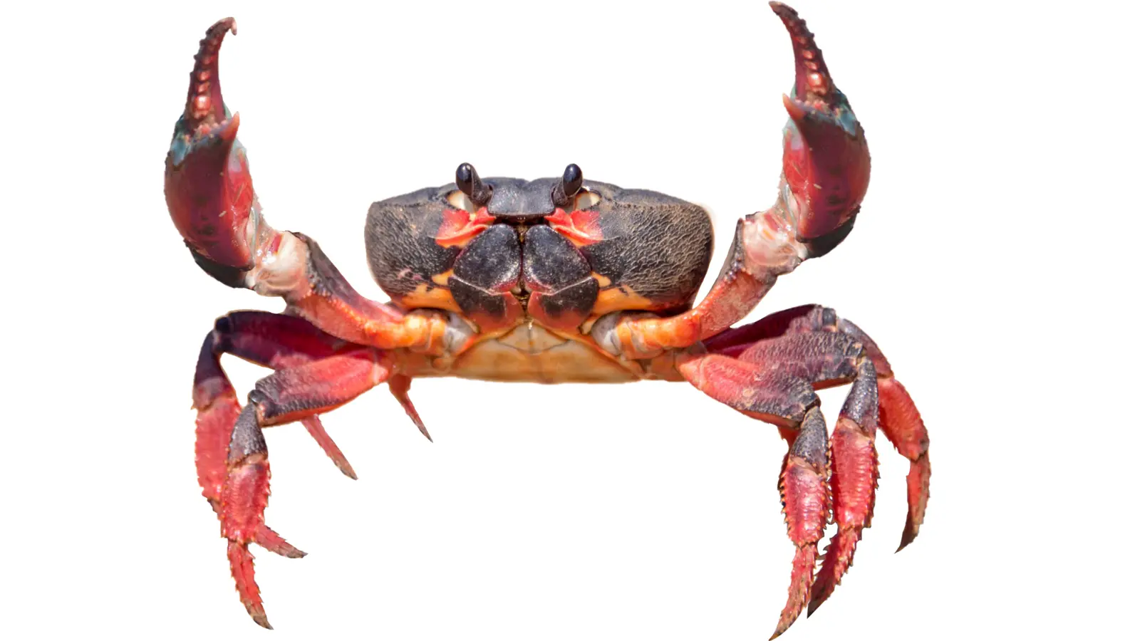 crab puns