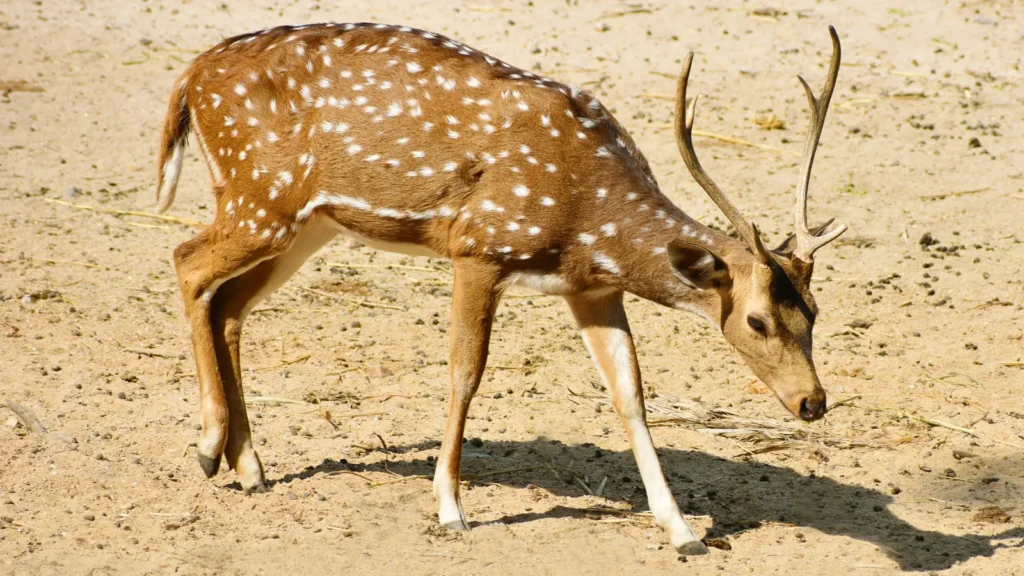 deer puns
