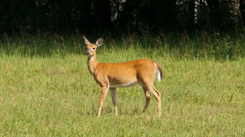 deer puns