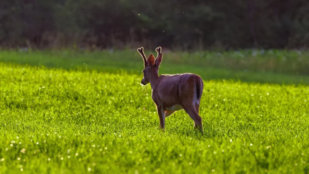 deer puns