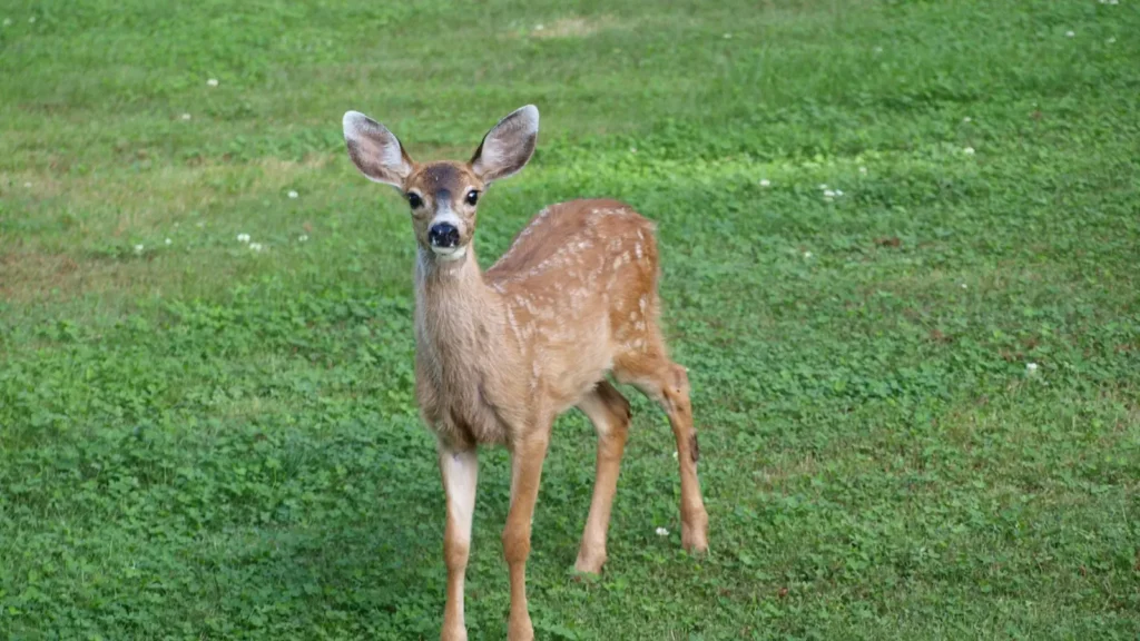 deer puns