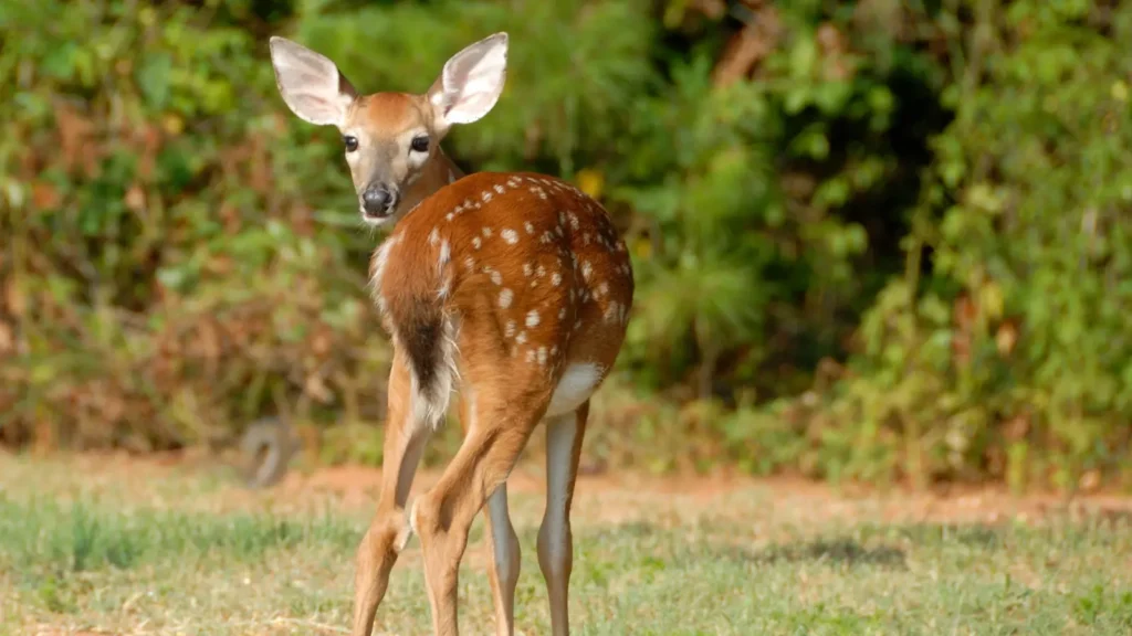 deer puns