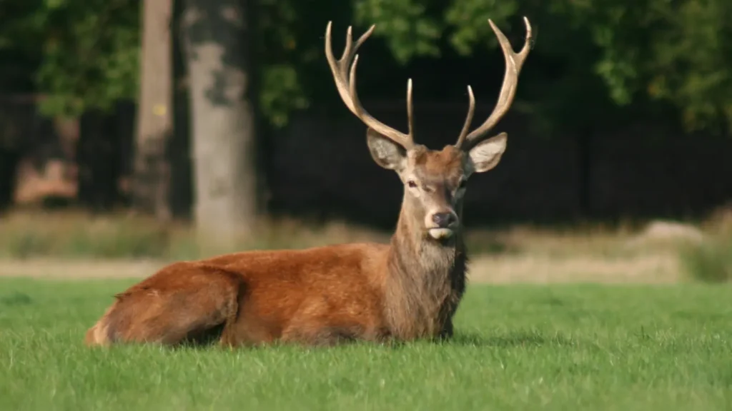 deer puns