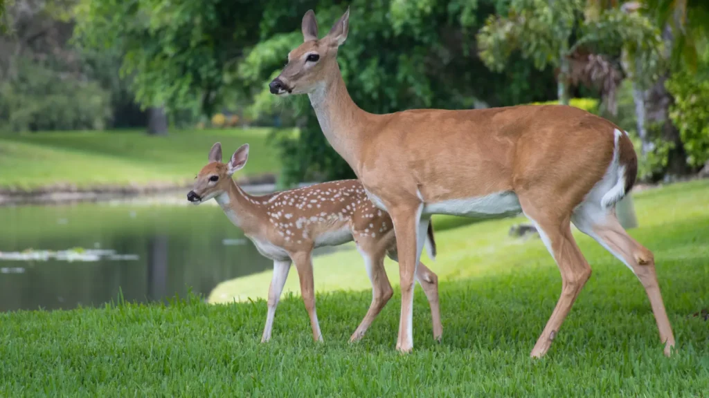 deer puns