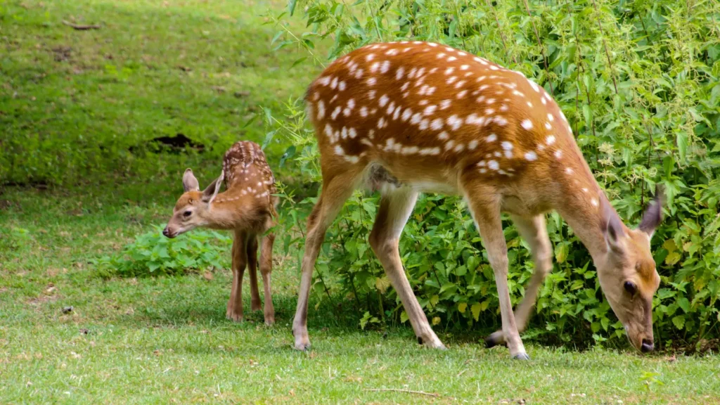 deer puns
