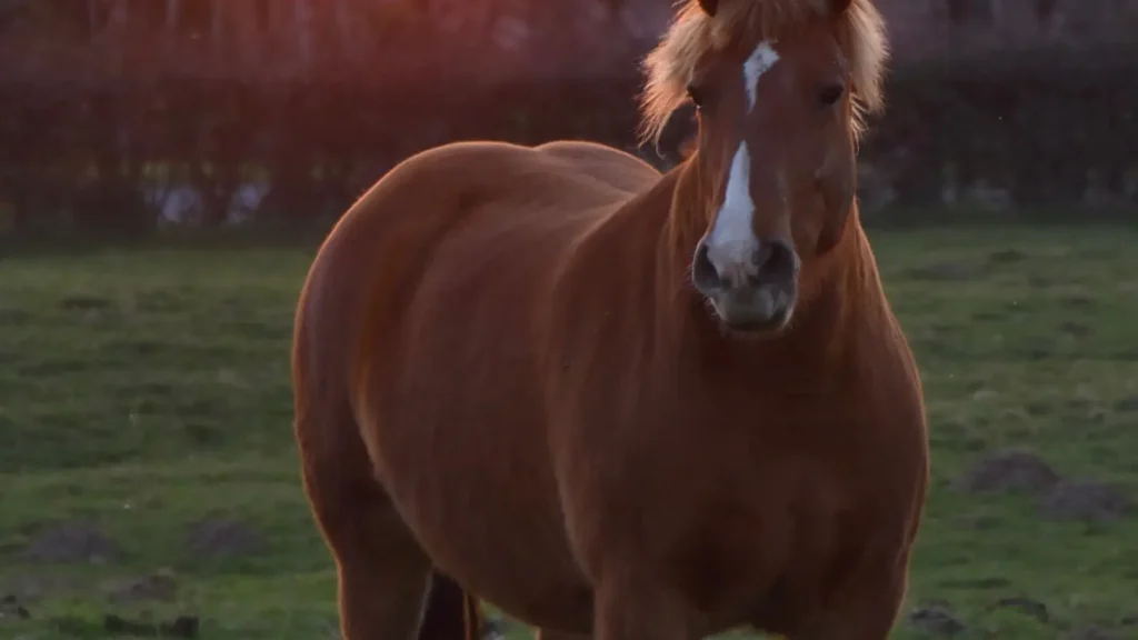 horse pick up line