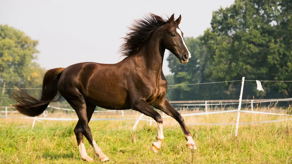 horse pick up line