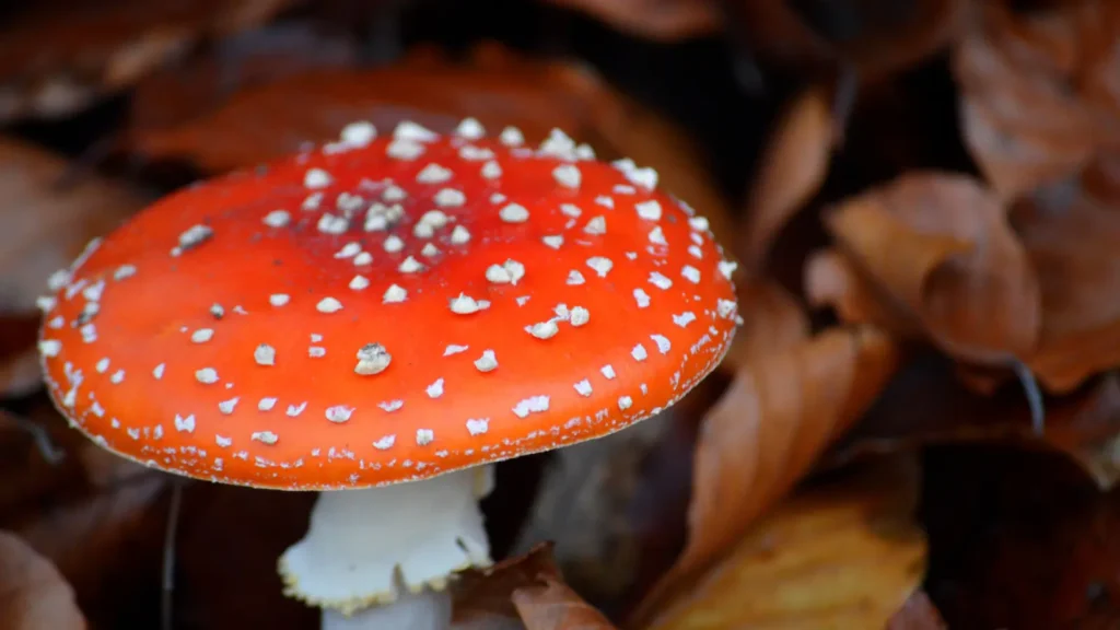 mushroom puns