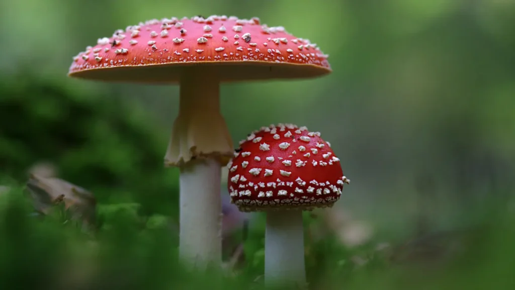 mushroom puns