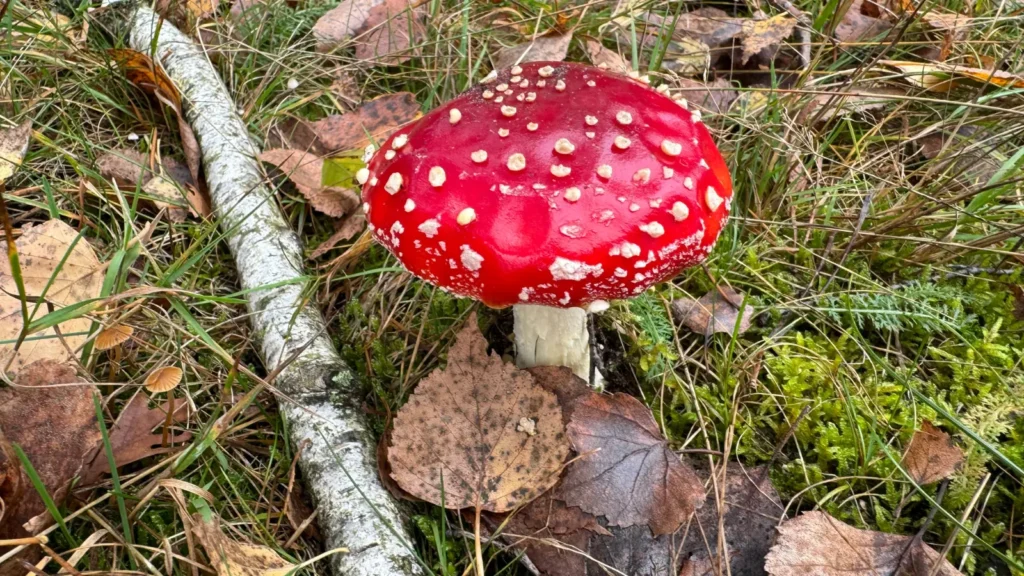mushroom puns