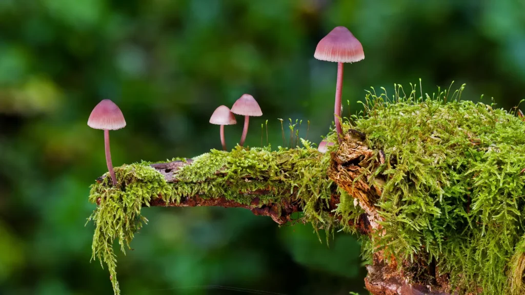 mushroom puns