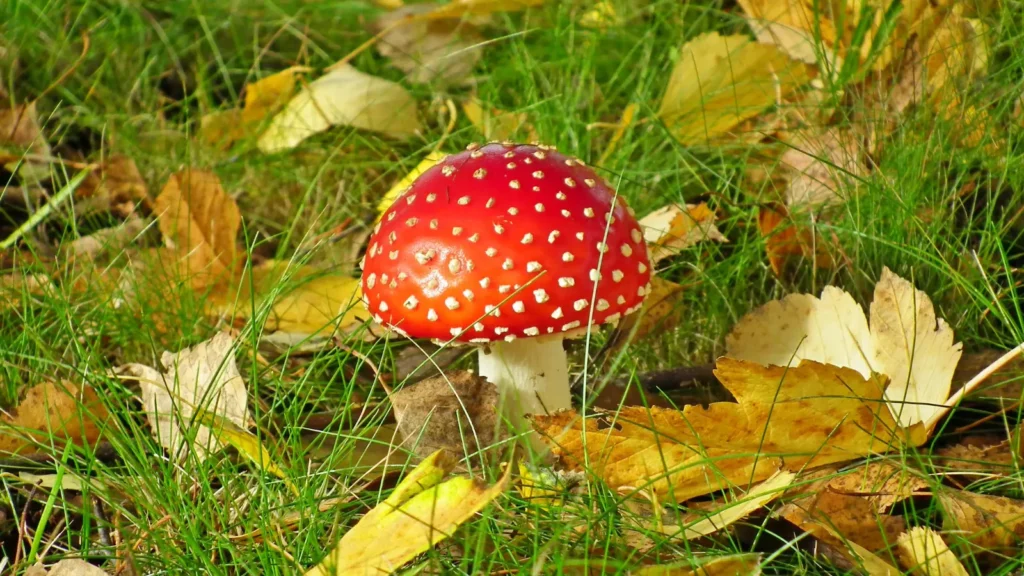 mushroom puns