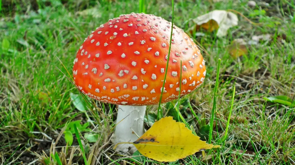 mushroom puns