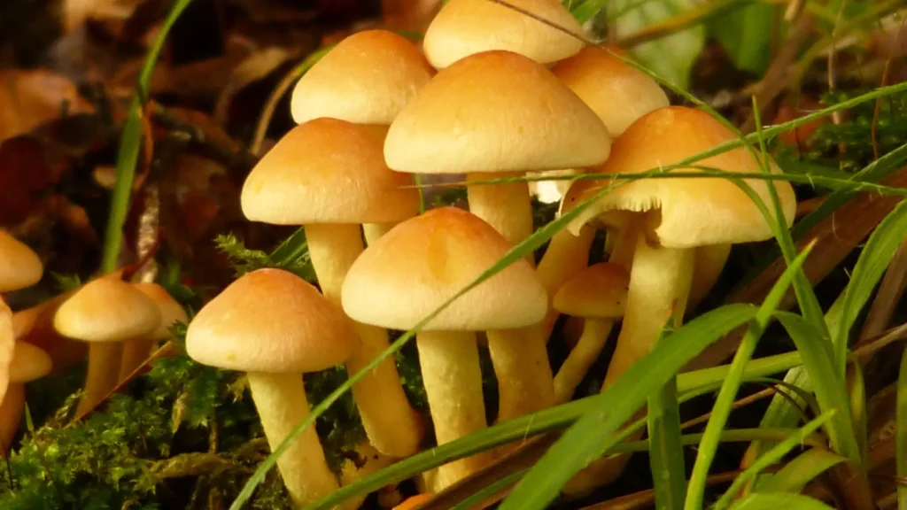 mushroom puns