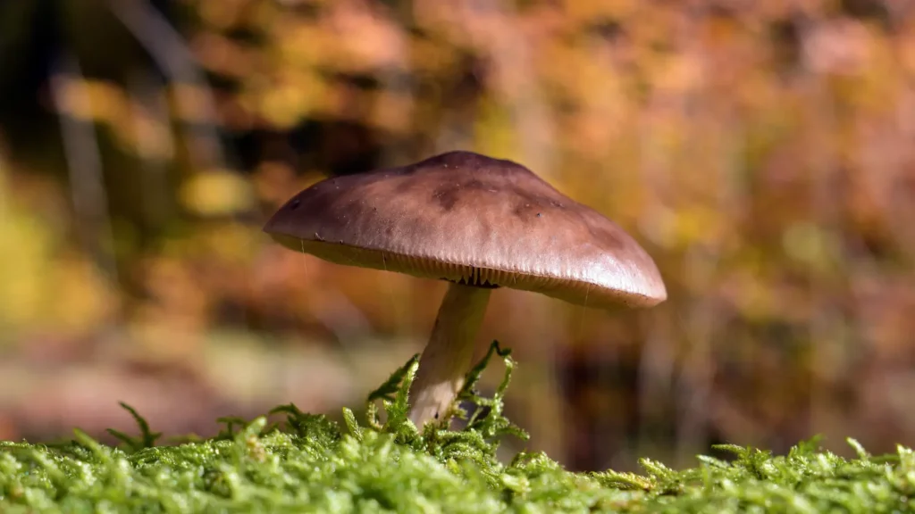 mushroom puns