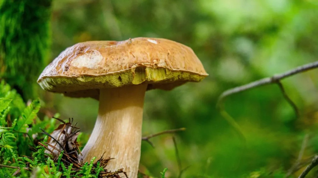 mushroom puns