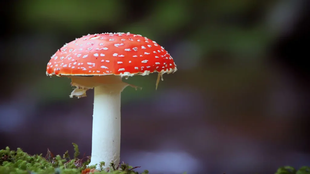 mushroom puns