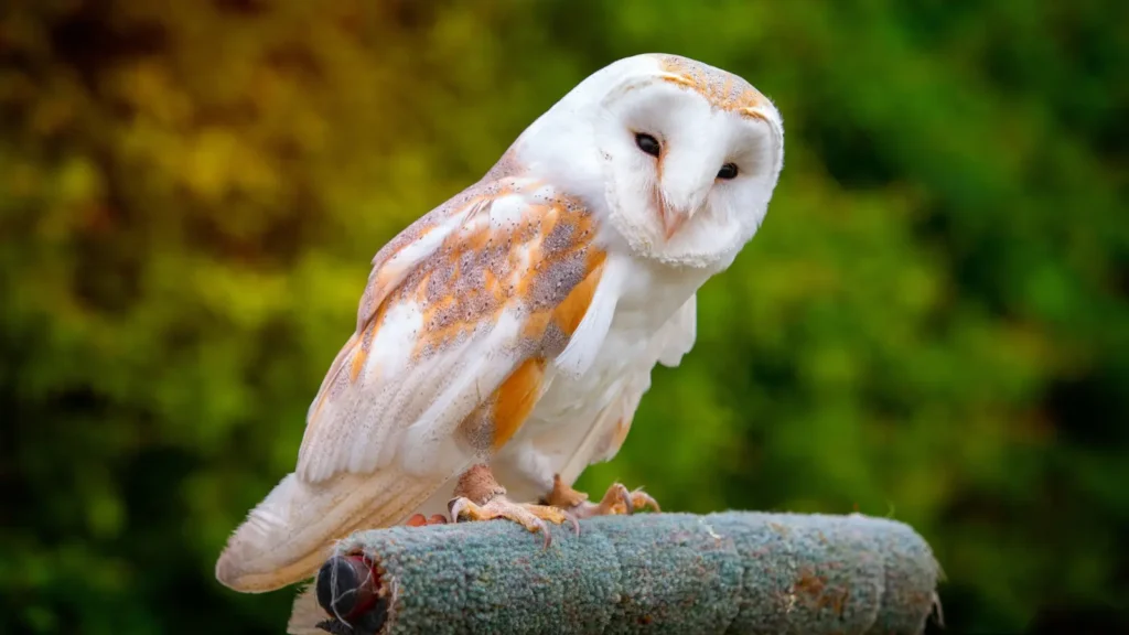 owl puns