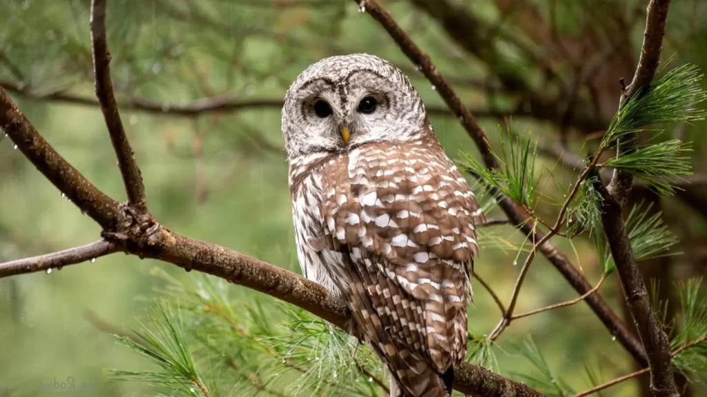 owl puns
