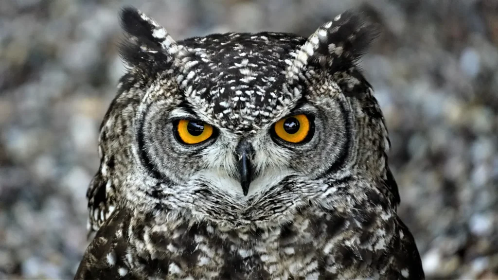owl puns