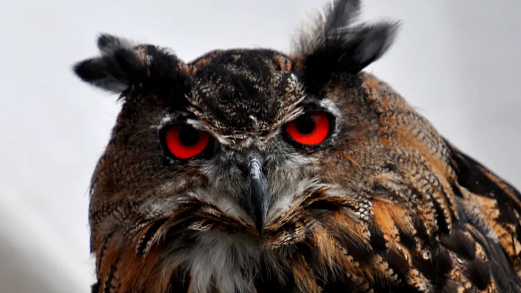 owl puns
