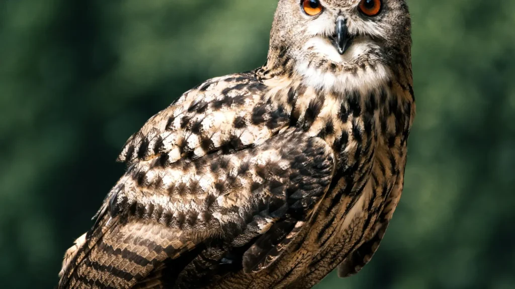 owl puns